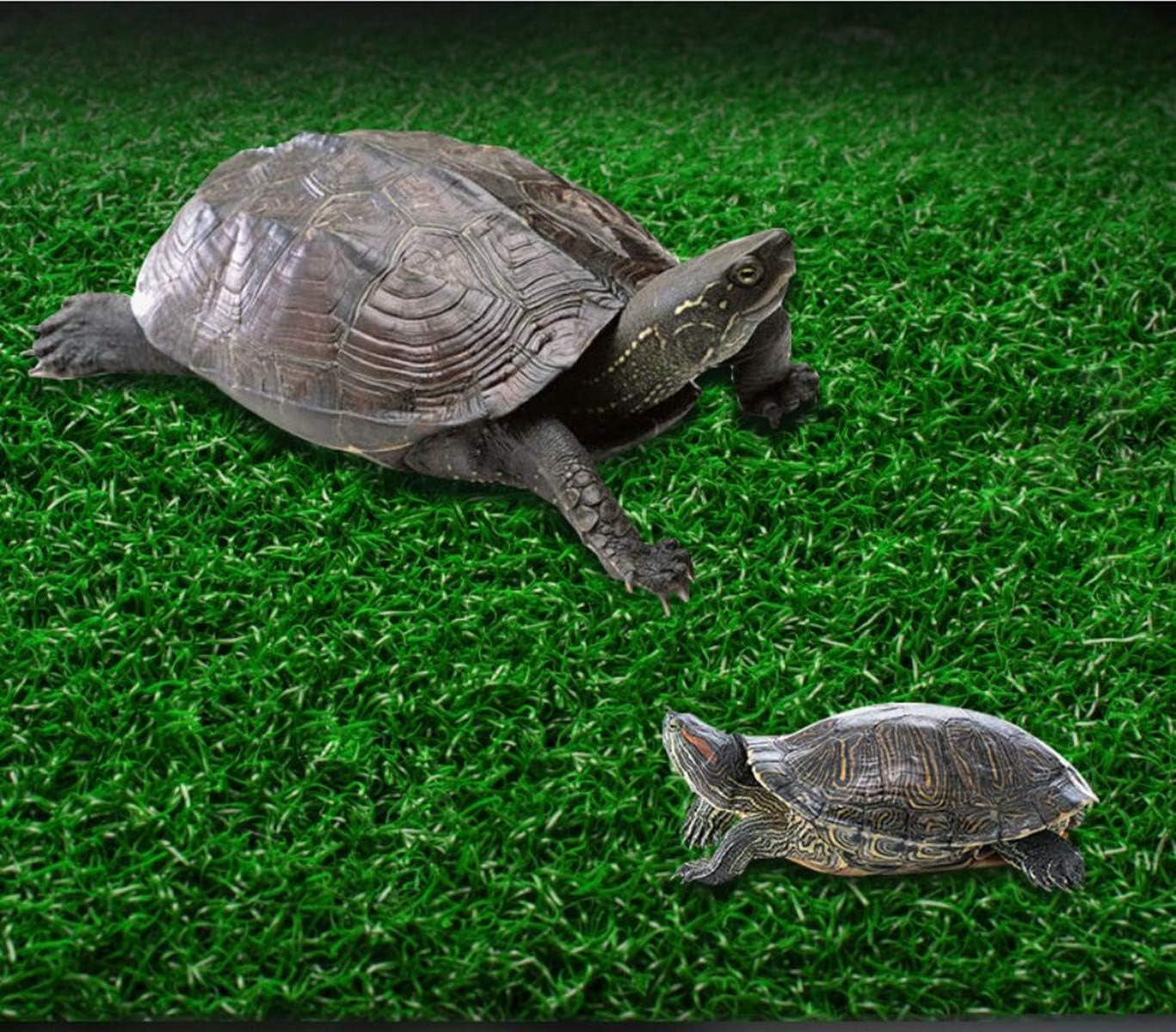 Turtle Basking Platform with Ramp – Floating Reptile Resting Dock for Turtles & Amphibians