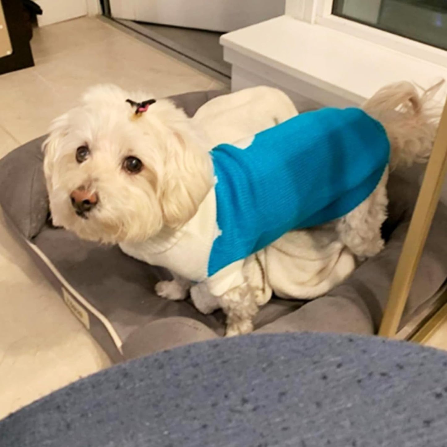 Dog Knit Sweater – Turtleneck Winter Pet Clothing (Sky Blue, M)