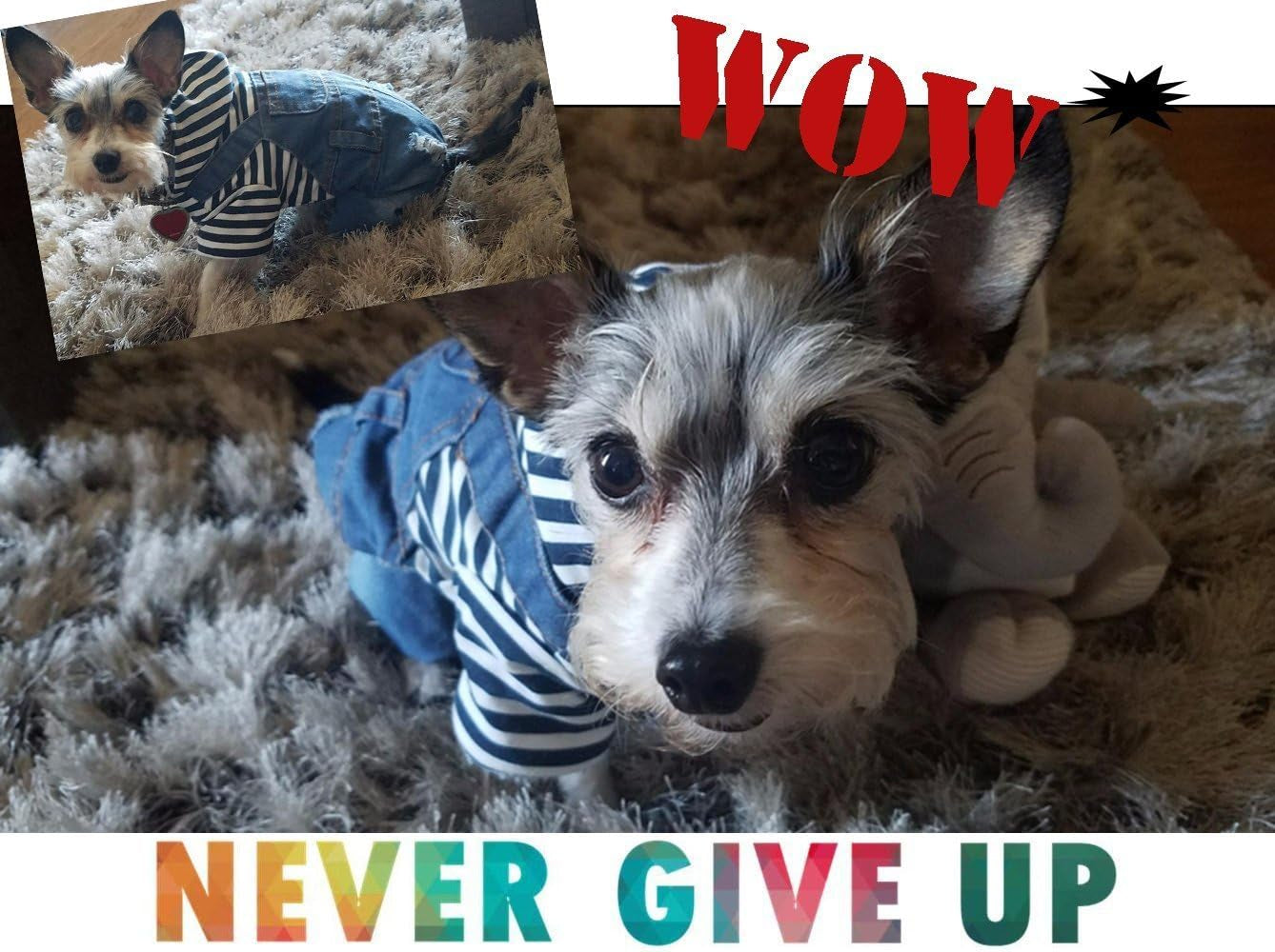 Dog Denim Jacket Hoodie – Vintage Blue Coat for Small & Medium Dogs (L)