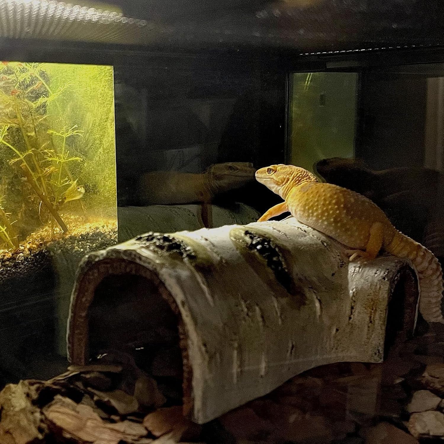 Reptile Hide & Cave – Natural Birch Bark Habitat Decor for Lizards, Geckos & Frogs (Small)